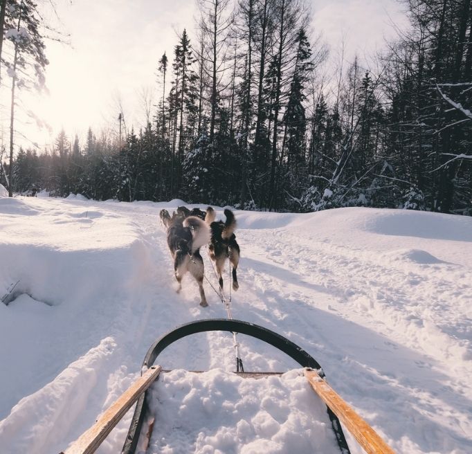 PROGRAMME Rajamaa Laponie chien de traineaux