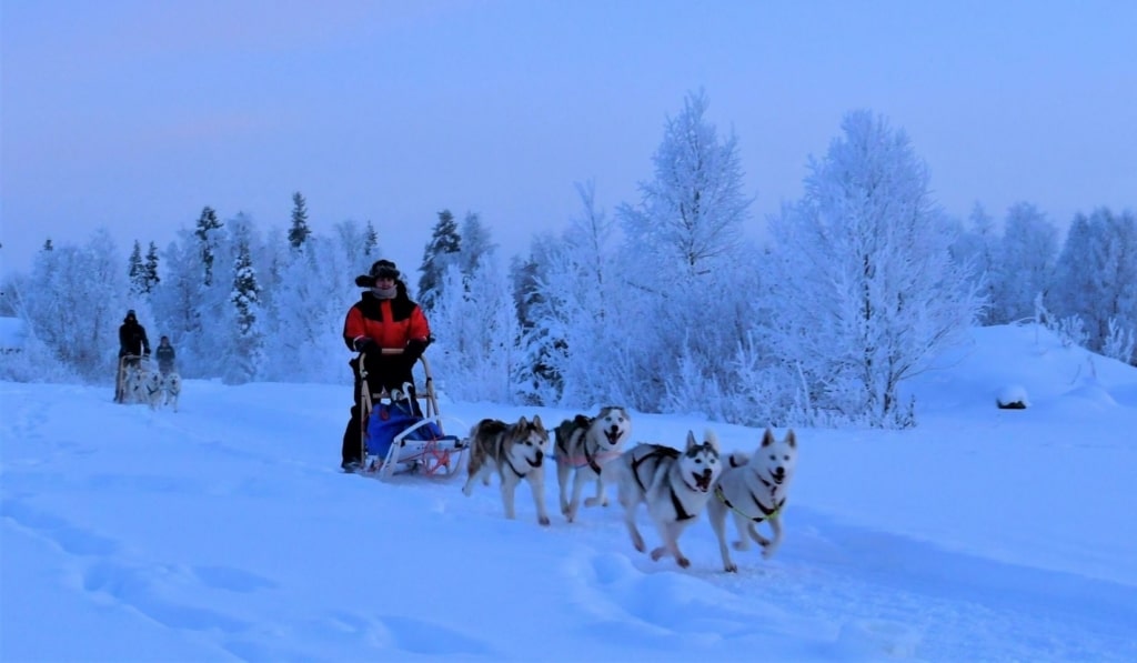 SEJOUR GALERIE - Rajamaa - Laponie - chiens de traineaux