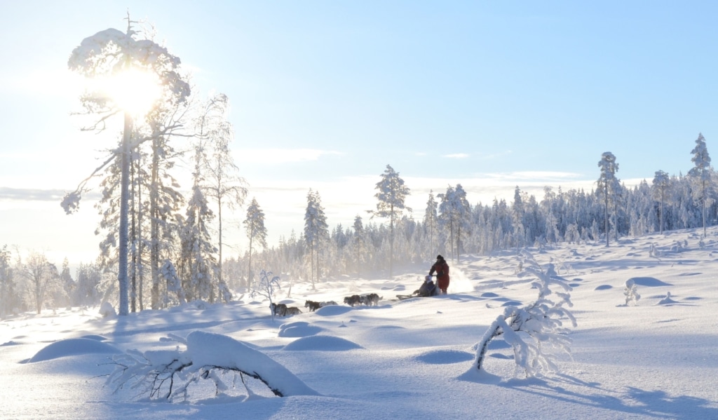 TOP 1 Rajamaa -Laponie Chien de traineaux