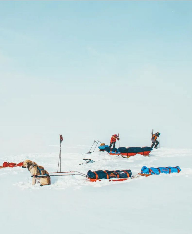 Top Chien de traineaux Norvège cercle arctique