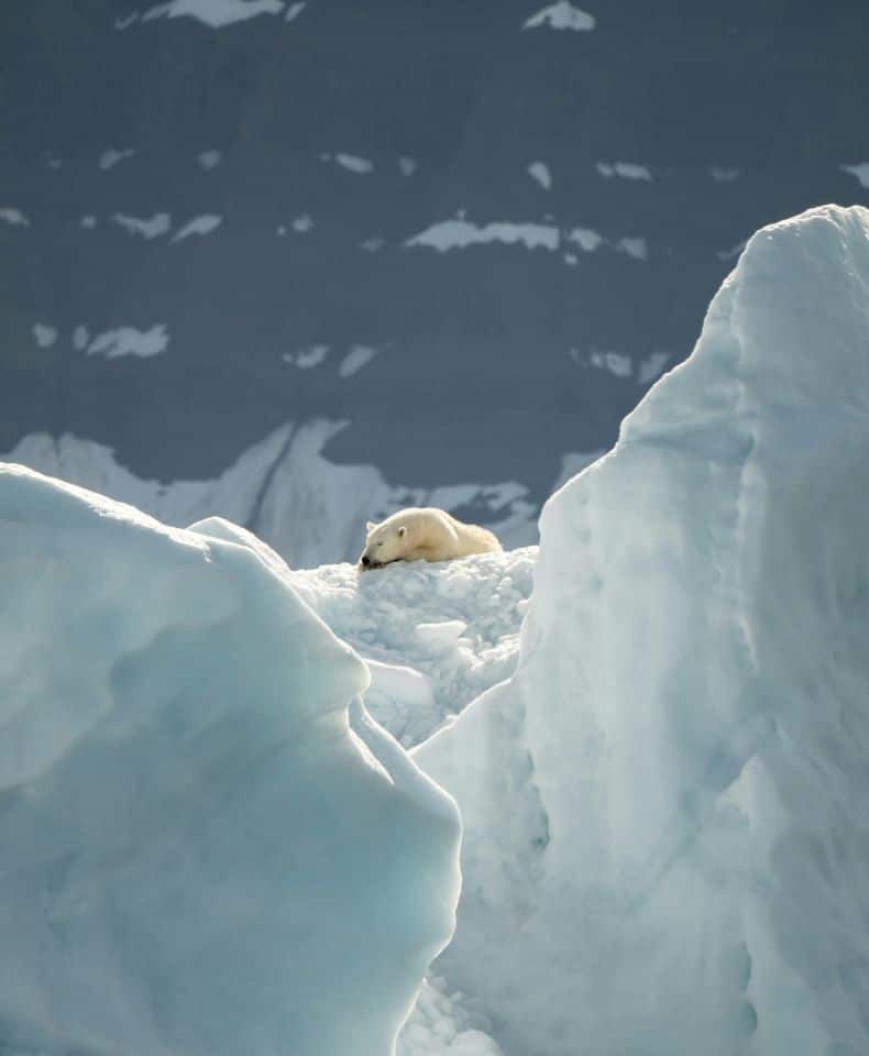 Galerie Ski spitzberg svalbard ours polaire