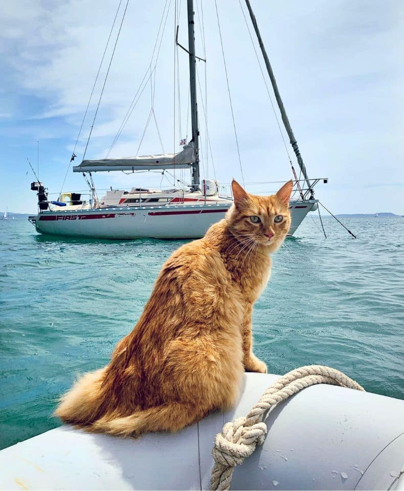 Top Cat Sailboat